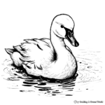 Beautiful Swan Cygnet Coloring Sheets 1