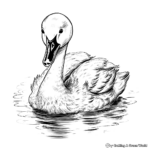 Beautiful Swan Cygnet Coloring Sheets 2