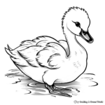Beautiful Swan Cygnet Coloring Sheets 3