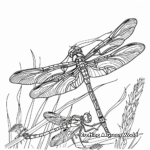 Colorful Dragonfly Coloring Sheets 1