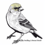 Colorful Yellow Finch Bird Coloring Pages 3