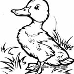 Delicate Mallard Duck in Spring Coloring Sheets 1