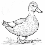 Delicate Mallard Duck in Spring Coloring Sheets 2