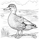 Detailed Mallard Duck on the River Coloring Pages 2