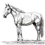 Detailed Quarter Horse Anatomy Coloring Pages for Adults 1