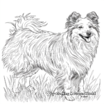 Detailed Shetland Sheepdog Coloring Pages for Adults 1