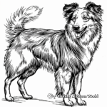Detailed Shetland Sheepdog Coloring Pages for Adults 4