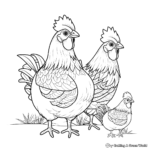 Diverse Breed Chicken Coloring Pages 3