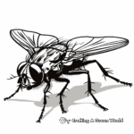 Drones of Nature: Detailed Housefly Coloring Pages 1