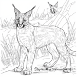 Exotic Caracal from Africa Coloring Pages 2