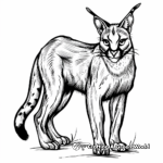 Exotic Caracal from Africa Coloring Pages 4
