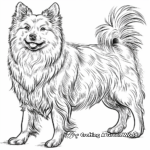 Exotic Finnish Lapphund Coloring Pages 1