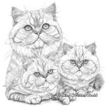 Exotic Shorthair Cat Coloring Pages 3