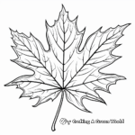 Exploring Colors with Sugar Maple Leaf Coloring Pages 3
