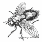 Fly Species Coloring Pages: Different Types of Flies 1