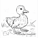 Kid-Friendly Mallard Duckling Coloring Pages 2