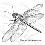 Majestic Dragonfly Coloring Pages 2