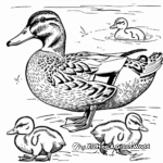 Mallard Duck Family Coloring Pages: Drake, Hen, and Ducklings 3