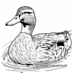 Mallard Duck Swimming Coloring Pages 3