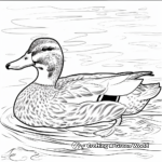 Mallard Duck Swimming Coloring Pages 4