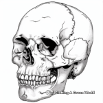 Realistic Human Skull Coloring Pages 1