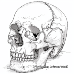 Realistic Human Skull Coloring Pages 2