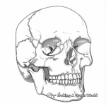 Realistic Human Skull Coloring Pages 4
