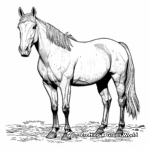 Roan Quarter Horse Coloring Sheets 3