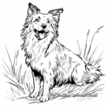 Simple Scotch Collie Coloring Pages for Children 1