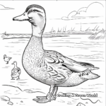 Stunning Male Mallard Duck Coloring Pages 3