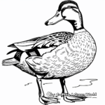 Stunning Male Mallard Duck Coloring Pages 4