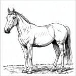Stunning Overo Paint Horse Coloring Pages 2