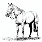 Unforgettable Paint Horse Show Scene Coloring Pages 4